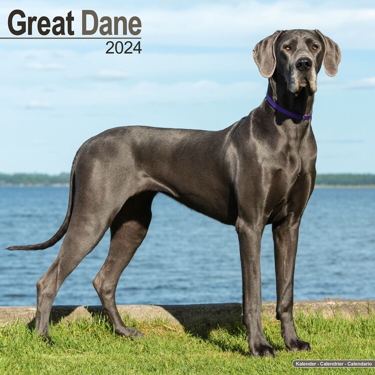 Naptár 2027 Great Dane