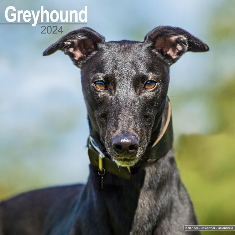 Naptár 2027 Greyhound