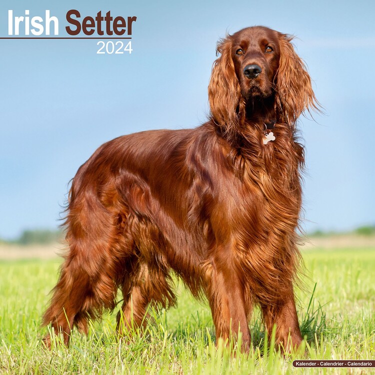 Naptár 2027 Irish Setter