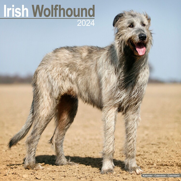 Naptár 2027 Irish Wolfhound