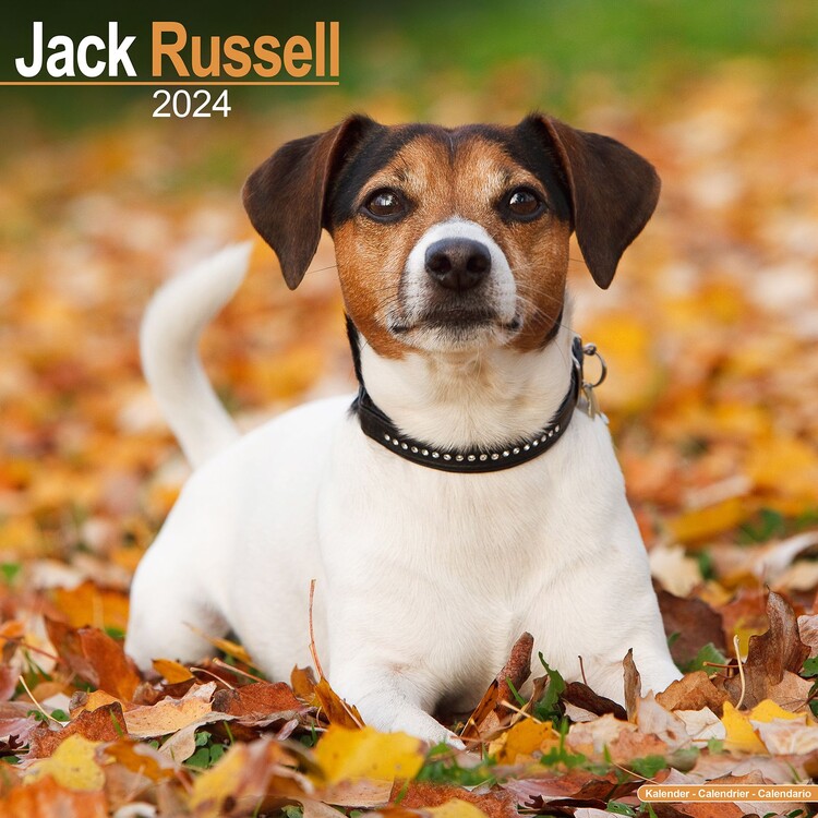 Calendario 2027 Jack Russell