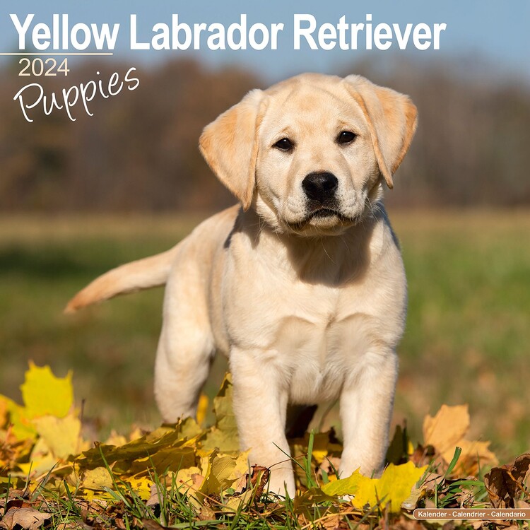 Calendario 2027 Yellow Labrador Puppies