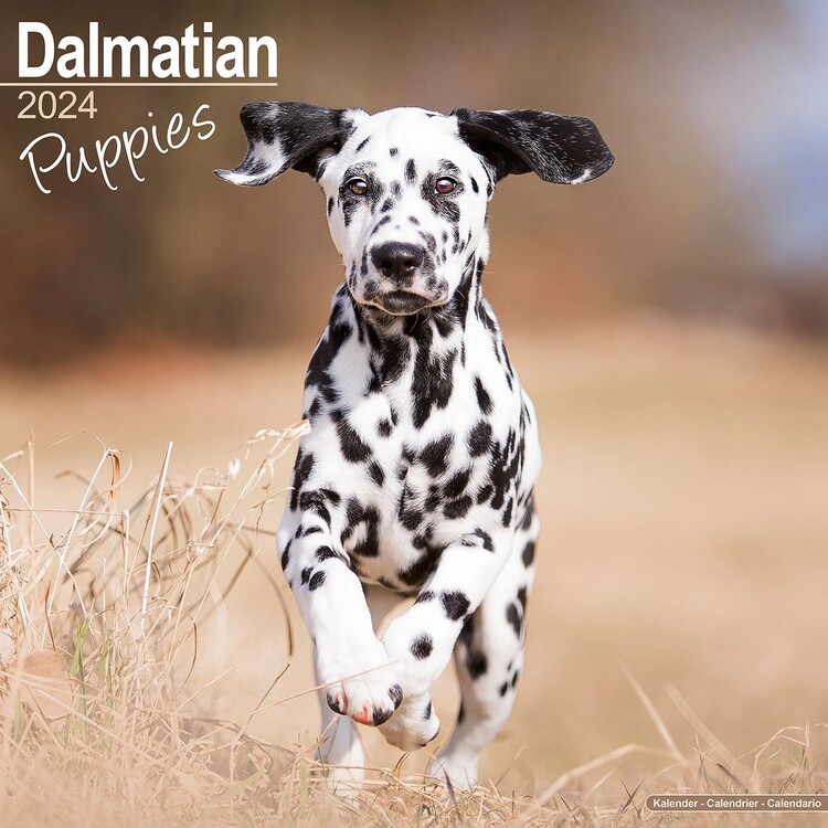 Calendario 2027 Dalmatian Puppies