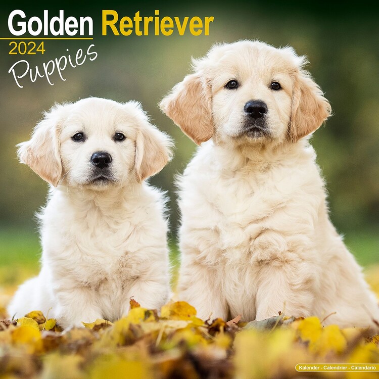 Calendario 2027 Golden Retriever Puppies