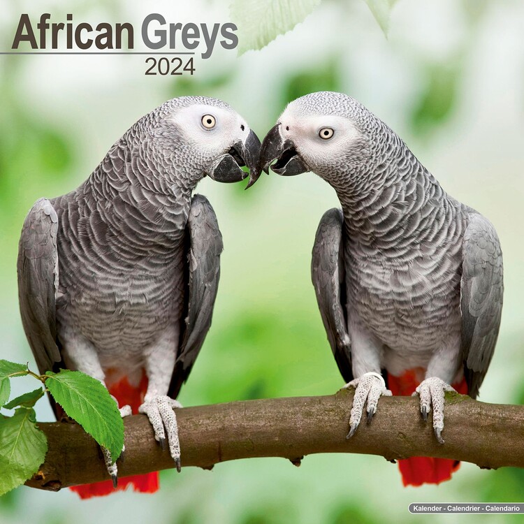 Naptár 2027 African Greys