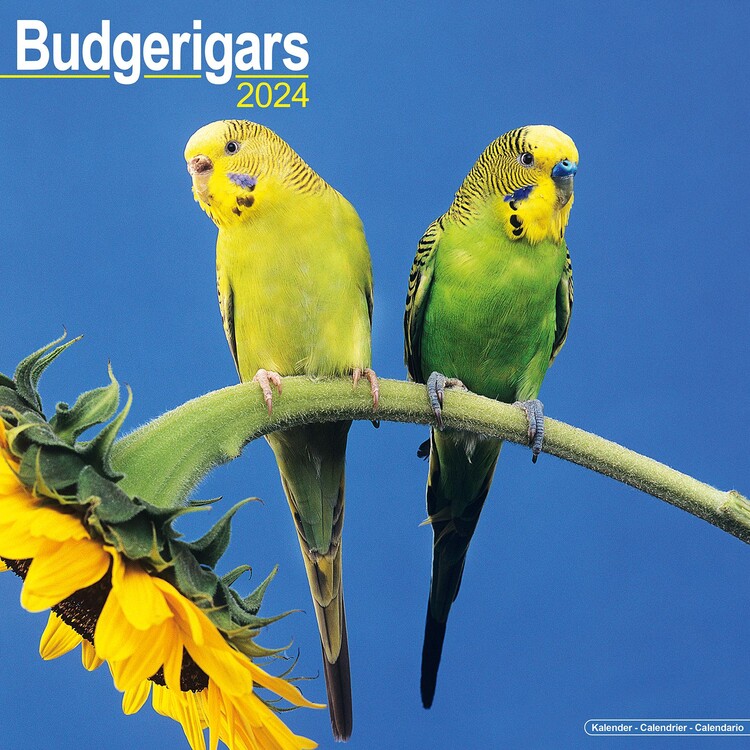 Calendario 2027 Budgerigar