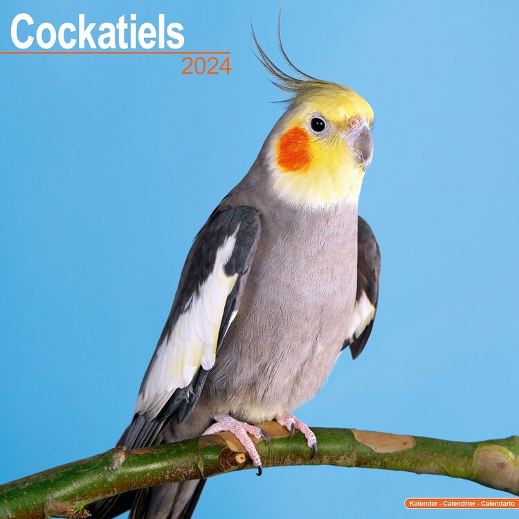 Naptár 2027 Cockatiels