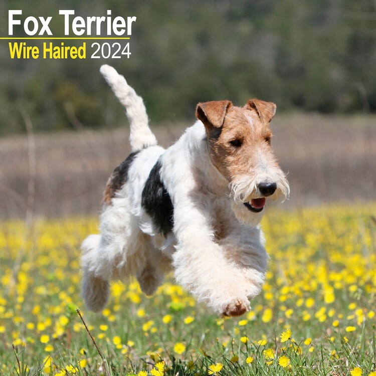 Naptár 2027 Wirehaired Fox Terrier