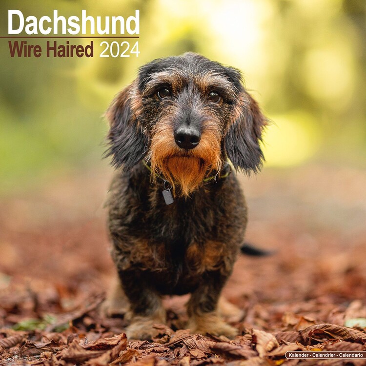 Naptár 2027 Wirehaired Dachshund