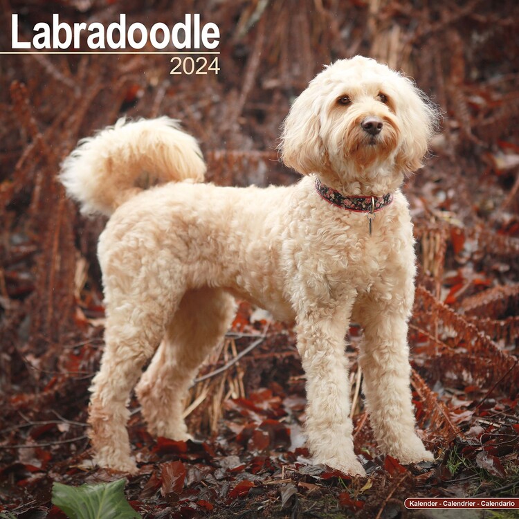 Naptár 2027 Labradoodle
