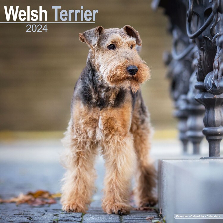 Naptár 2027 Welsh Terrier