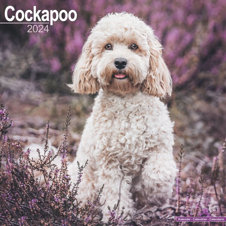 Calendar 2027 Cockapoo