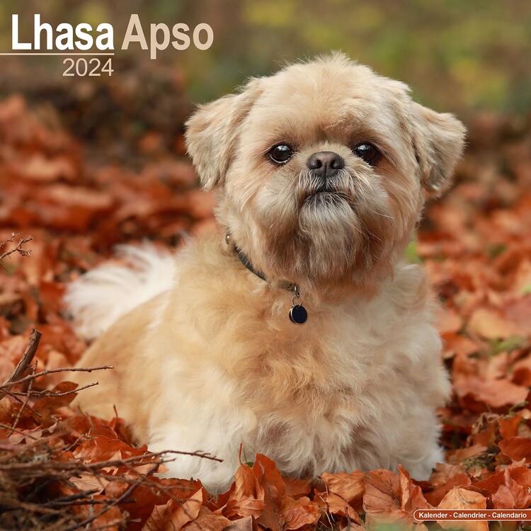 Naptár 2027 Lhasa Apso