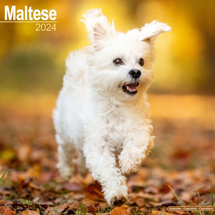 Naptár 2027 Maltese