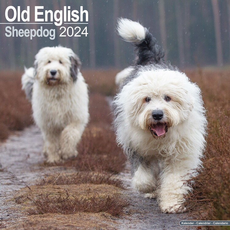 Calendario 2027 Old English Sheepdog