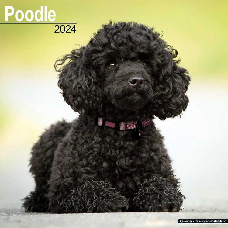 Naptár 2027 Poodle