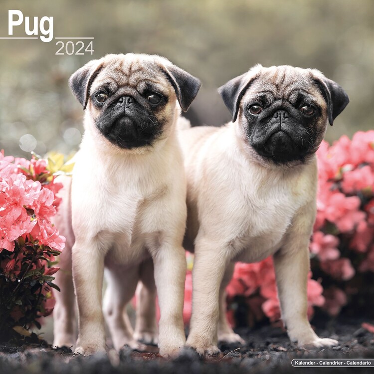 Naptár 2027 Pug