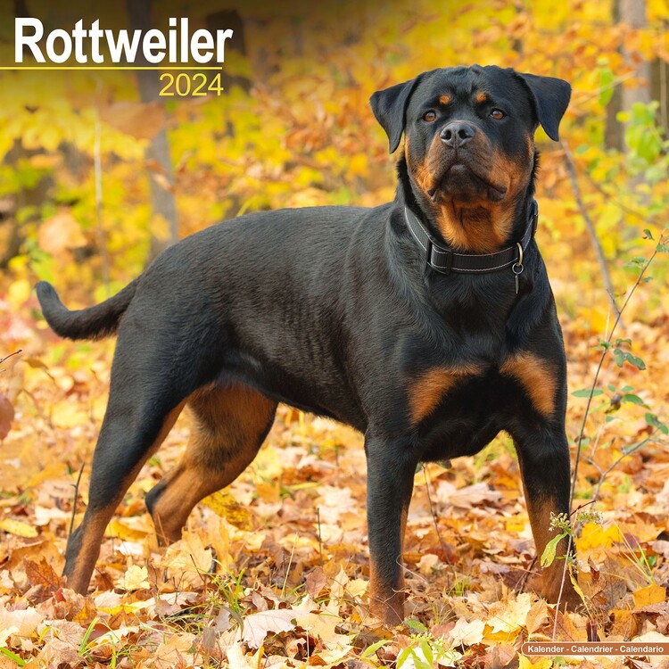 Kalendár 2027 Rotvajler