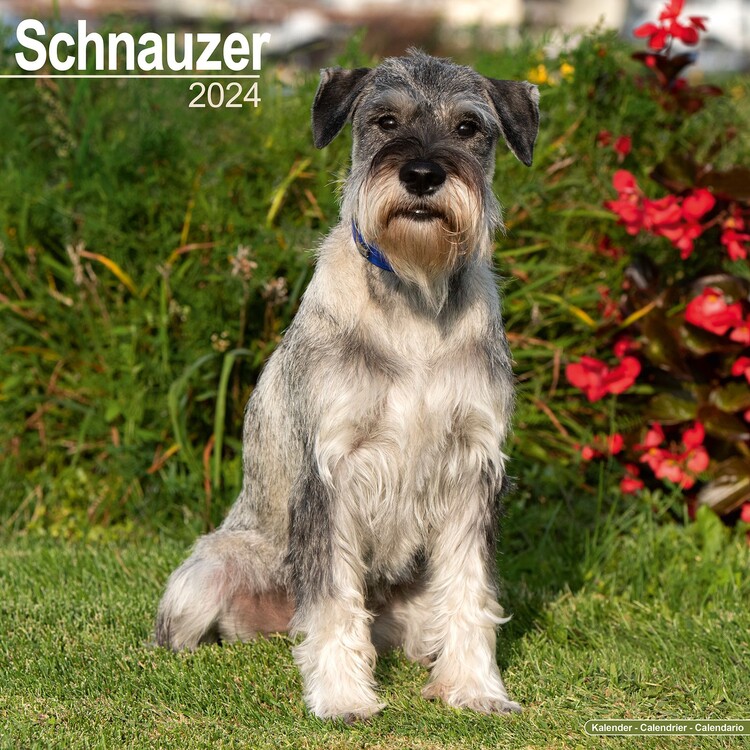 Naptár 2027 Schnauzer