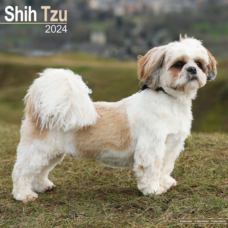 Calendario 2027 Shih Tzu