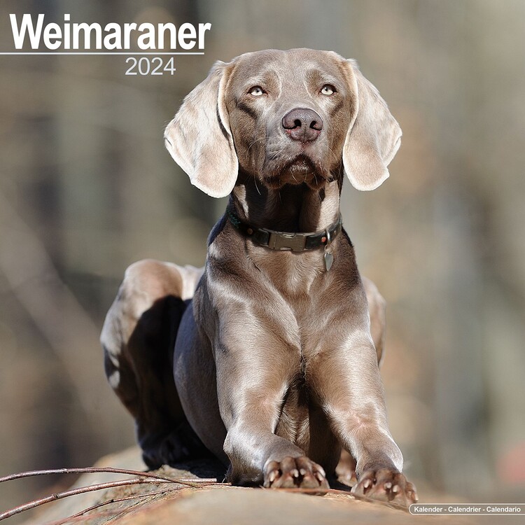 Naptár 2027 Weimaraner