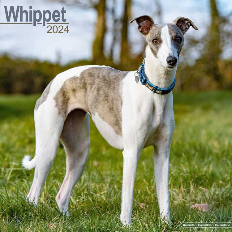 Naptár 2027 Whippet
