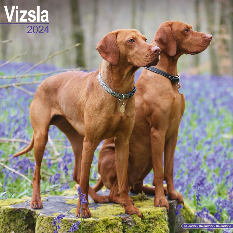 Naptár 2027 Vizsla