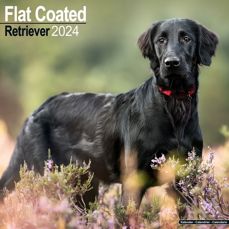 Naptár 2027 Flatcoated Retriever