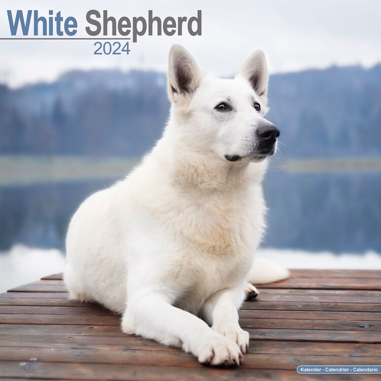 Naptár 2027 White Shepherd