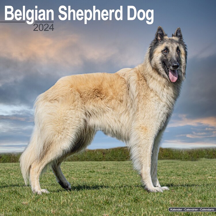 Calendario 2027 Belgian Shepherd Dog