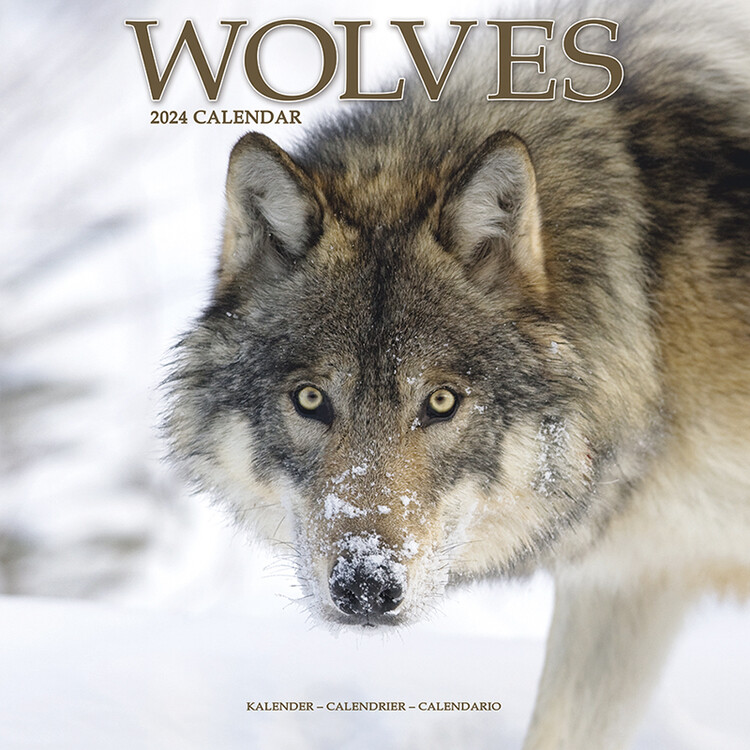 Calendrier 2027 Wolves