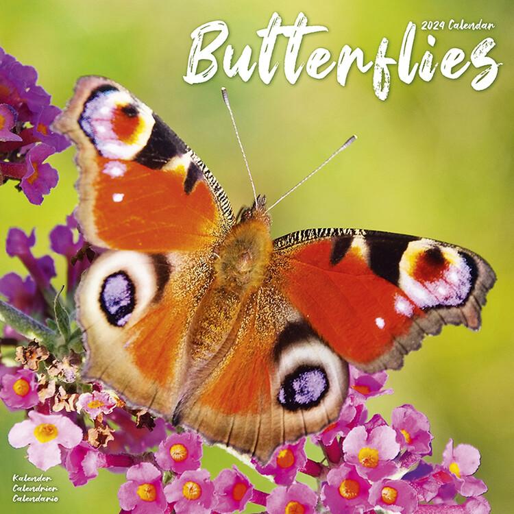 Kalender 2027 Butterflies