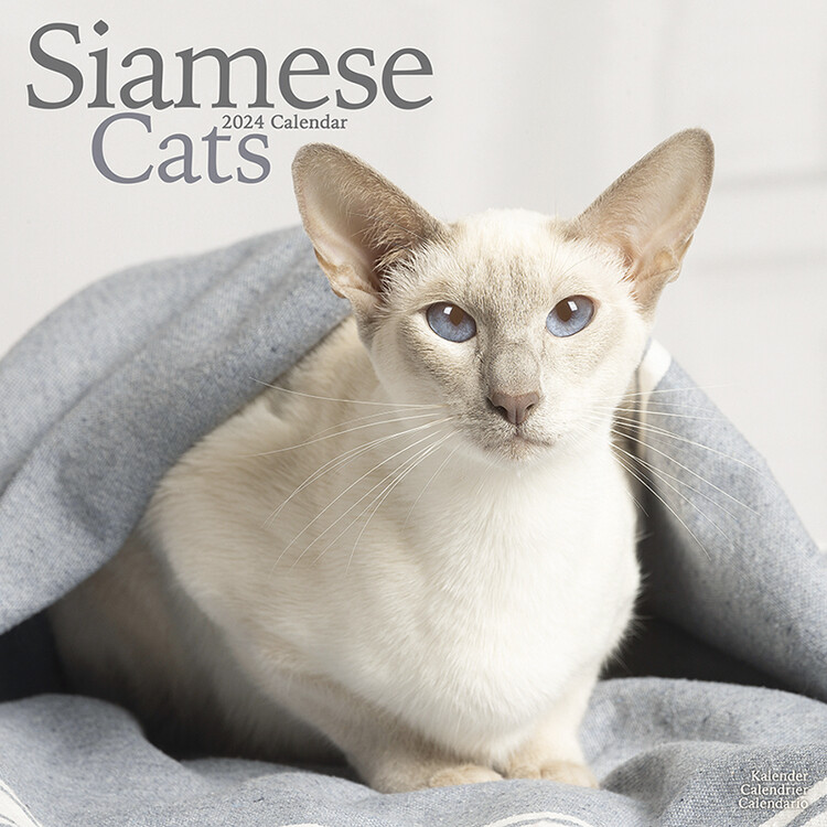 Calendario 2027 Cats - Siamese
