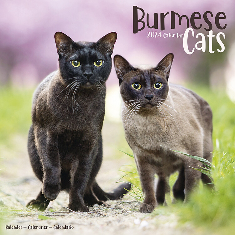 Naptár 2027 Cats - Burmese