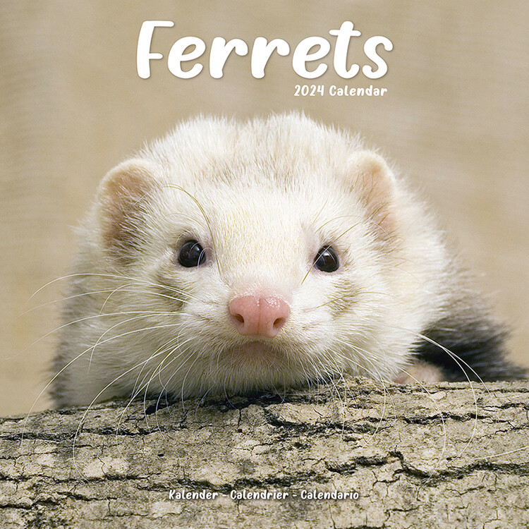 Kalender 2027 Ferrets