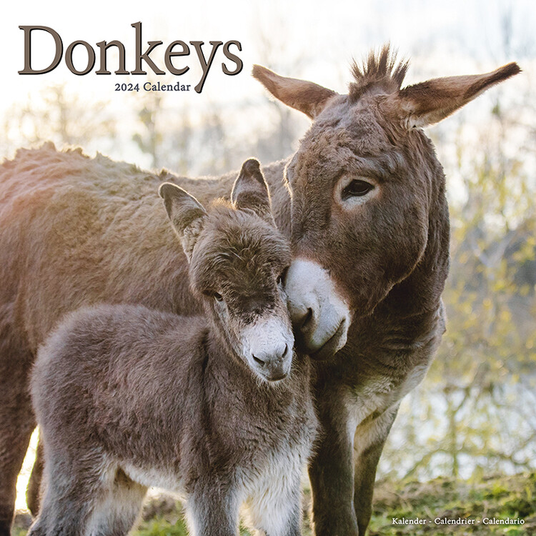 Calendario 2027 Donkeys