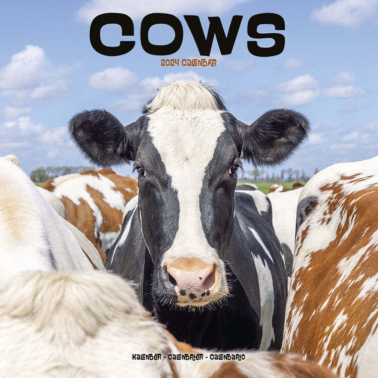 Kalender 2027 Cows