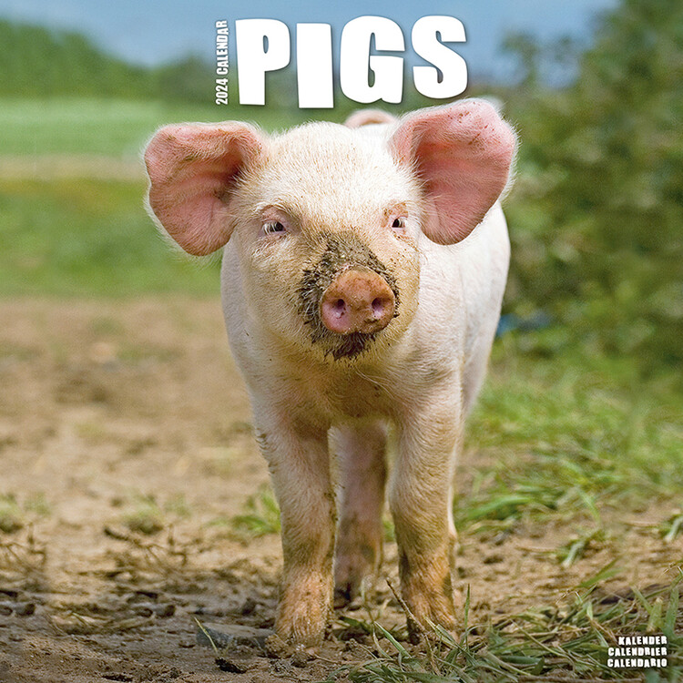Kalender 2027 Pigs