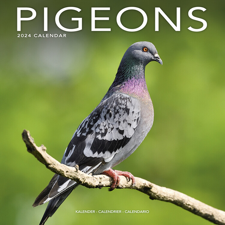 Kalender 2027 Pigeons
