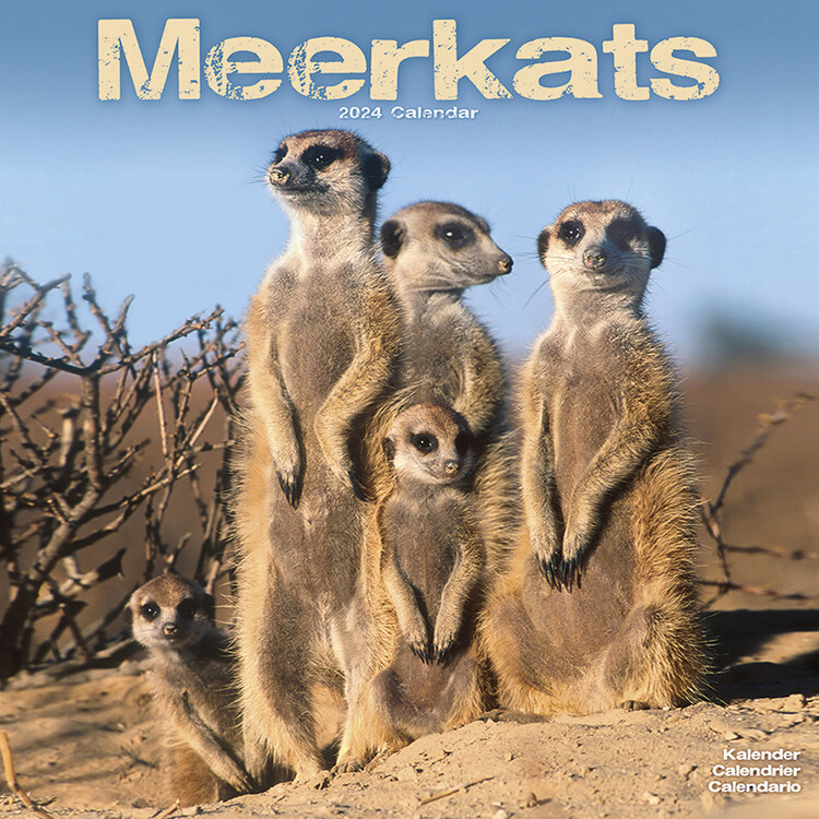 Kalendár 2027 Surikaty