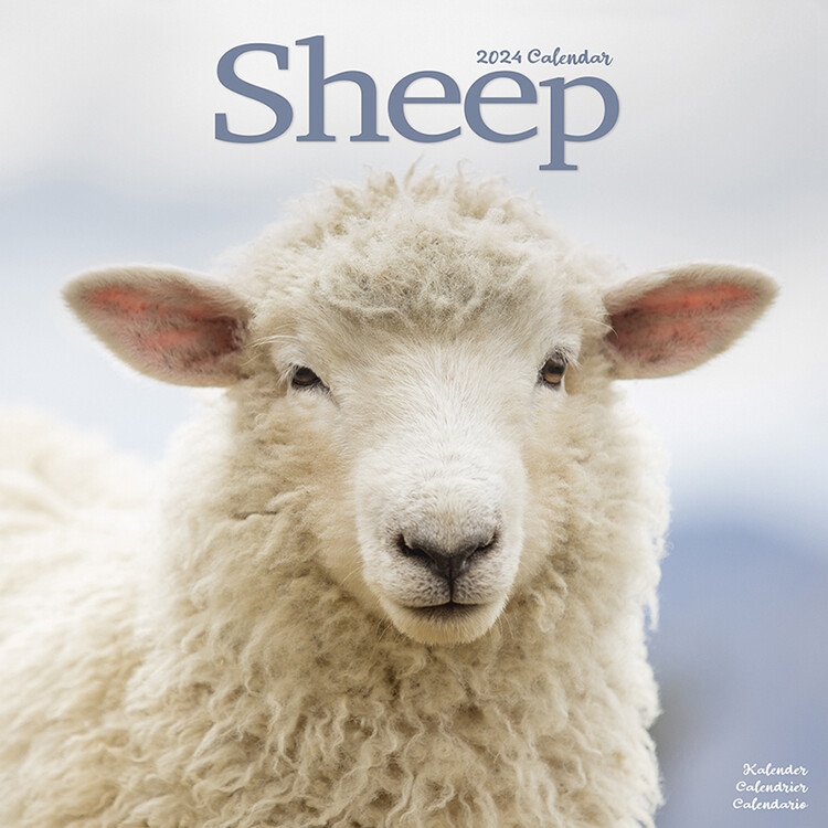 Kalender 2027 Sheep
