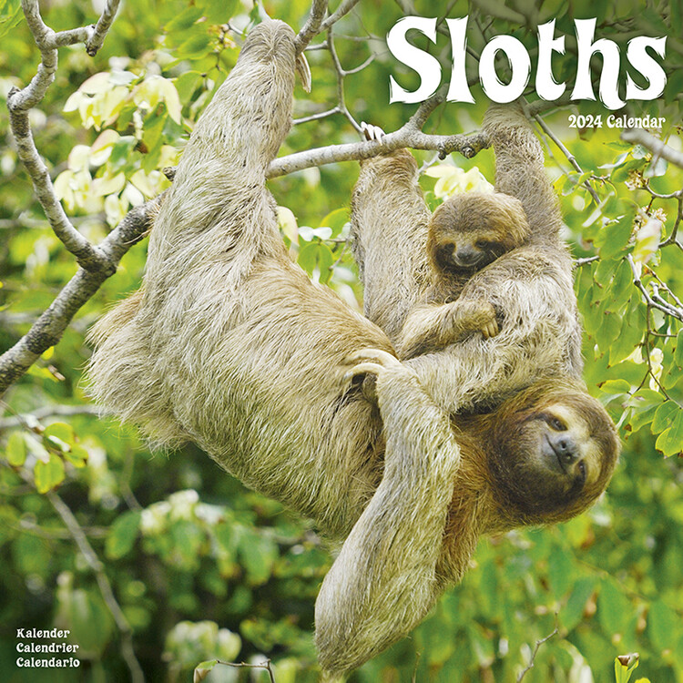 Calendrier 2027 Sloths