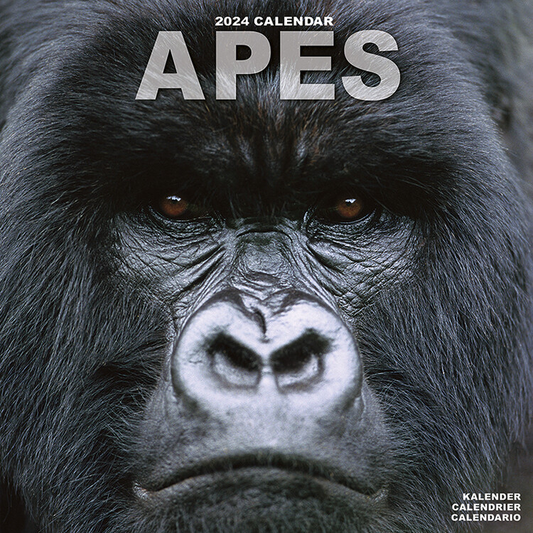 Naptár 2027 Apes