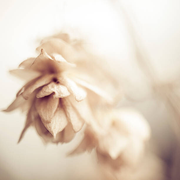 Fotografie Hop, MmeEmil, 40 × 40 cm