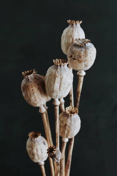 Plakát, Obraz - Dried poppy heads with stem isolated on black background. Floral card. Botanical aesthetic poster, IrenaStar, 26.7 × 40 cm