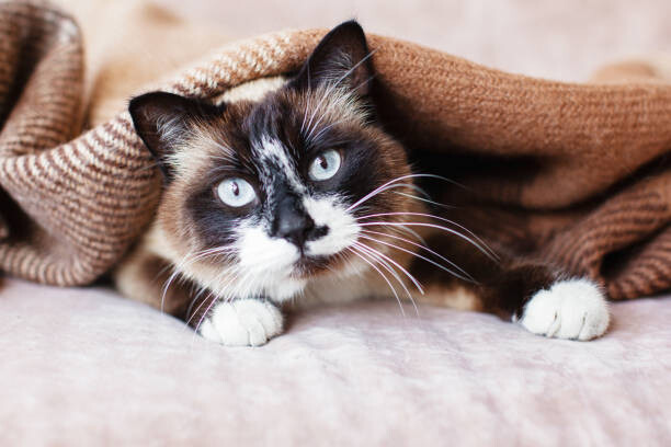 Levně Plakát, Obraz - Cat in wool cozy blanket sitting on sofa, TatyanaGl, 40 × 26.7 cm
