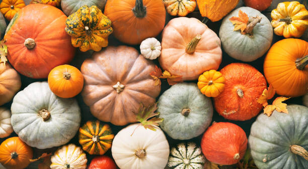 Levně Plakát, Obraz - Various fresh ripe pumpkins as background, AlexRaths, 40 × 22.2 cm