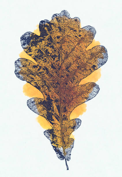 Levně Plakát, Obraz - Blue Oak leave composition, herbarium, autumn bouquet, oxygen, 26.7 × 40 cm