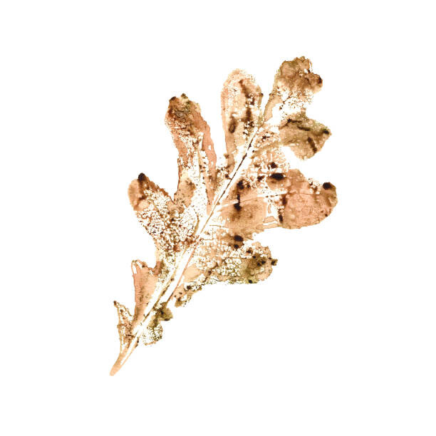 Levně Plakát, Obraz - Oak leaf, Maria Tolkacheva, 40 × 40 cm