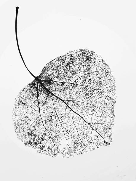 Levně Plakát, Obraz - leaf skeleton, Denise Taylor, 30 × 40 cm